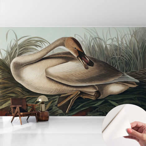 Carta da parati adesiva - lavabile - decorazione murale - per cucina - pellicola decorativa Uccello naturale 416x254 cm (1/5)