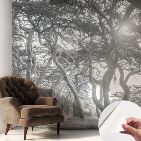Carta da parati adesiva - fotomurale - facile da applicare - per la soggiorno - camera da letto - Foresta suggestiva 250x250 cm (1/5)