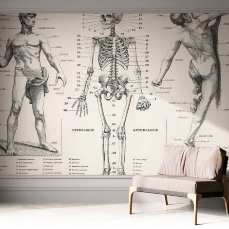 Carta da parati autoadesiva - impermeabile - murale da parete - decorazione murale - Anatomia classica 312x219 cm (1/5)
