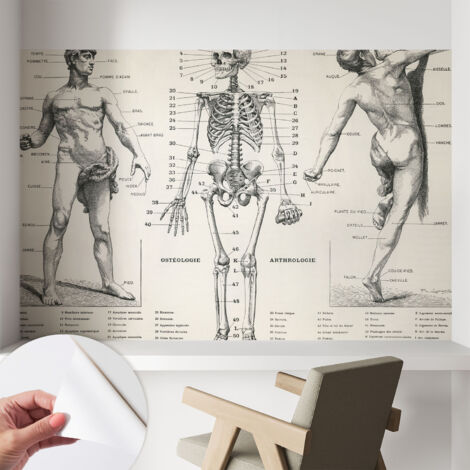 Carta da parati autoadesiva - fotomurale - alta qualità - per la cucina - camera da letto - Anatomia classica 104x70 cm (1/5)
