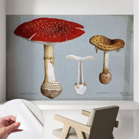 Carta da parati autoadesiva - fotomurale - alta qualità - per la cucina - camera da letto - Incisi di funghi 104x70 cm (1/5)