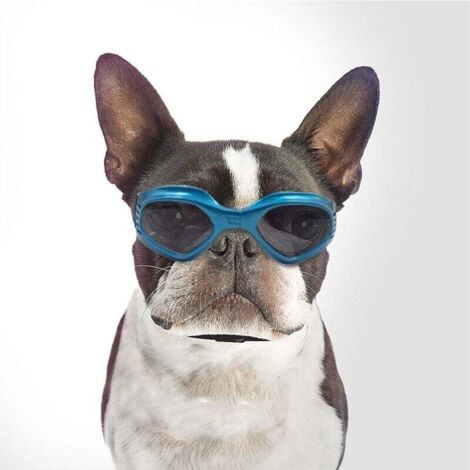 Lunettes de soleil pour animaux de compagnie avec protection UV (1/4)