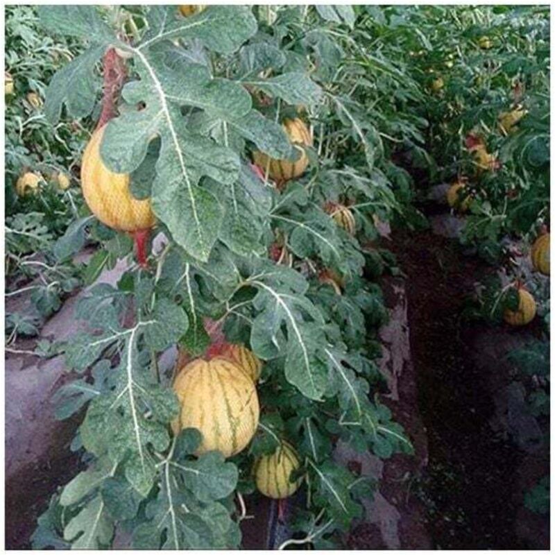 Borsa Giochi Spiaggia 100 Sacs Filet Réutilisables Molyorch - Pour Fruits, Légumes, Noix, œufs, 40x40cm, Jaune Rangement Fruits Légumes