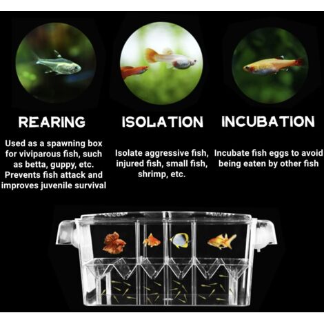 Boîte d'élevage de Poissons d'aquarium Acrylique Ventouses Boîte d ...