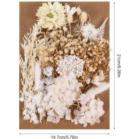 150 Pièces Vraies Fleurs Pressées Séchées,Florales Naturelles Mélangées