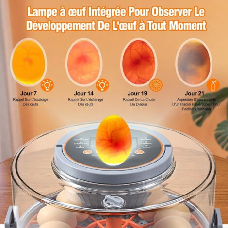 Couveuse Oeufs Automatique 12 Oeufs - Incubateur Rotatif Avec Contrôle Température Et Humidité