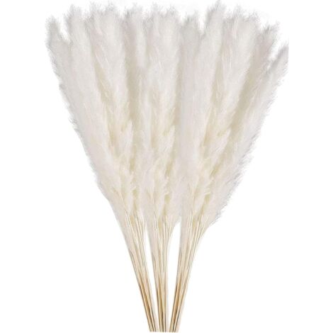 ZOLGINAH Herbe de pampa séchée naturelle, petite pampa naturelle, plumes 100 % naturelles, roseaux séchés pour mariage, bricolage, maison, fête, Saint-Valentin, cadeaux (Blanc) (1/5)