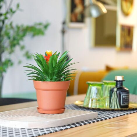 ZOLGINAH 6Pcs Pot de Fleur en Plastique 5 Pouces Céramique Rouge ...