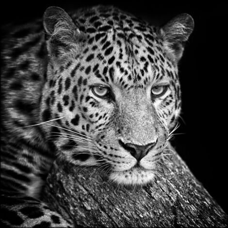 Lupia - Quadro su Tela Arte LEOPARD 100x100cm, Bianco e Nero, Tela in Cotone, Telaio in Legno di Abete 3.1 cm, Prodotto in Italia (1/3)
