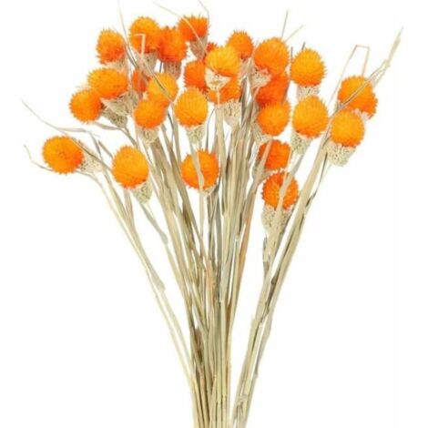 16 Tiges Fleurs Séchées Noël Hiver Maison Décoration Florale Décoration (SKU produit : 90532866 SKU Offre : S104489) (1/4)
