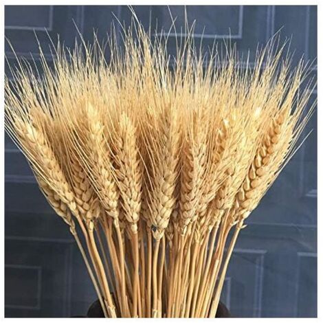 CHOYCLIT 100 pezzi di fiori artificiali, piante artificiali, grandi fiori di grano essiccato, covoni di grano essiccato naturale, bouquet di steli di grano essiccato, grano vero per forniture fai da t