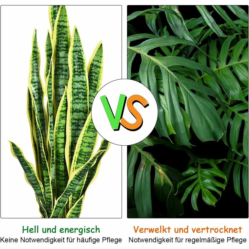 thuja 80 100 Thuja occidentalis 'Smaragd' Konifere (Lebensbaum) | 80-100 cm Im Topf