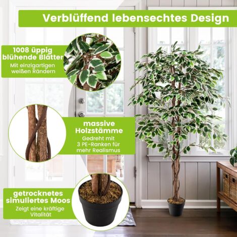 www.olivenbaum.de Olivenbaum Ø:22 H:100 cm - Pflanzen online kaufen main image 1