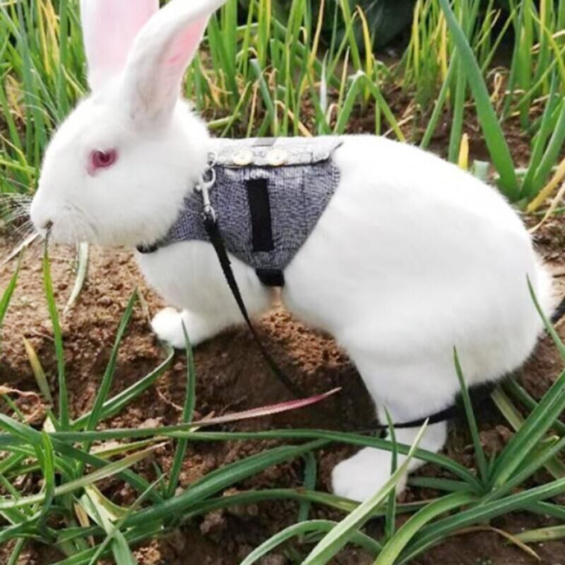 Harnais Et Laisse Ajustable Pour Petit Animal (lapin, Furet, Chinchilla) - Polaire Douce, Réglable 13-22 Cm