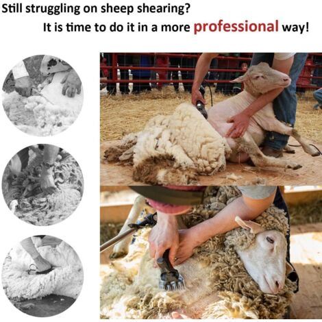 Tondeuse à Moutons Électrique 900W - 6 Vitesses Réglables, 2800 Tr/min, Pour Moutons, Alpagas Et Chèvres Avec Étui