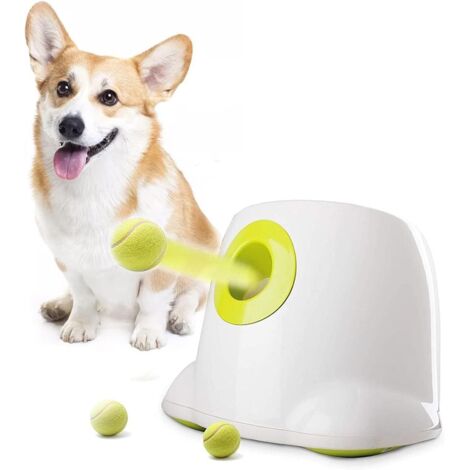 Faire jouer votre chien avec une balle de tennis est dangereux pour lui Faire jouer votre chien avec une balle de tennis est dangereux pour lui