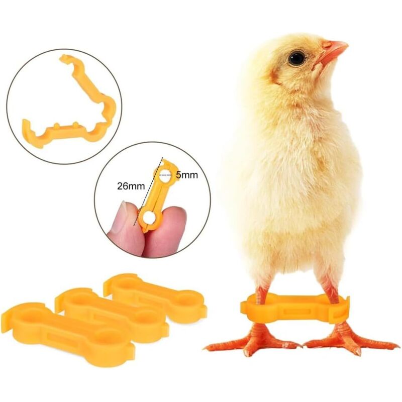 Attelles Correctives Pour Poussins - 12 Pièces Réglables - Soin Pattes écartées Canetons Oiseaux - 3