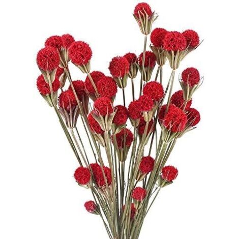 40 piezas de flores secas naturales Craspedia, ramo de flores secas rojas, decoración para jarrón de boda de otoño, arreglo floral DIY, mesa de fiesta para el hogar