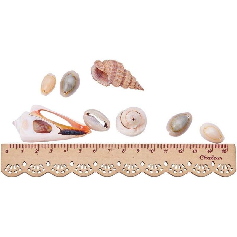 12 Pièces Coquillages De Mer Grands, Coquillages De Plage Mixtes étoiles De Mer Conques Pour La Fête De La Plage, Coquillages De Mer Grands, Coquillages De Plage Naturels Pour L'artisanat