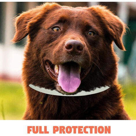 Collier Anti-puces Foresto Pour Petits Chiens Et Chats - Jusqu'à 8 Kg - 38 Cm