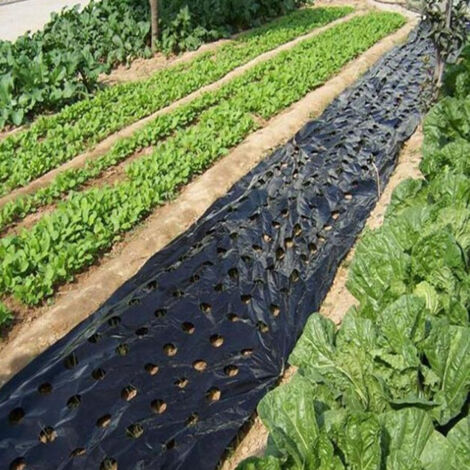 Lot de 2 toiles de paillage perforée pour jardin - Paillis noir résistant