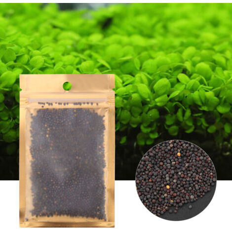 Graines de Plantes Aquatiques pour Ameublement de l'Aquarium - Forme Cœur 10g - AUTRES
