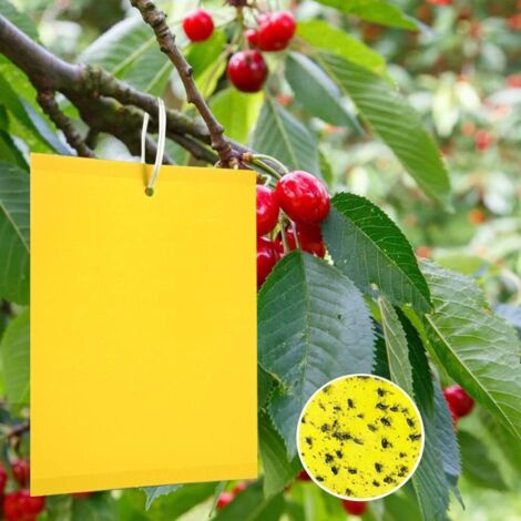 Lot de 20 tableaux jaunes pour cerisier, lutte contre les moustiques des champignons, autocollants jaunes pour arbres fruitiers, pièges à mouches des cerisiers, piège à mouches jaunes pour