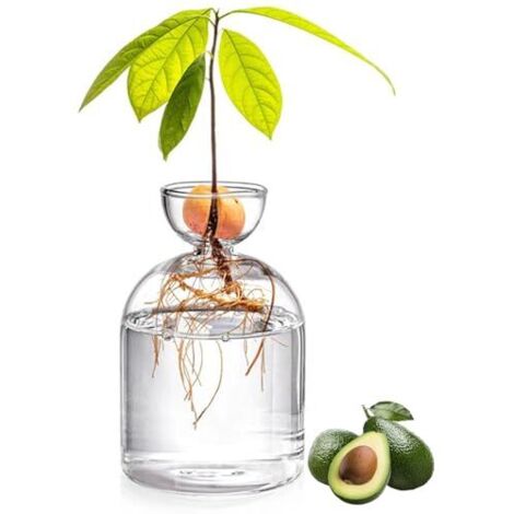 Vaso in vetro per avocado da 5,3 pollici - Kit di coltivazione di semi trasparenti per alberi - Piccolo vaso per piante