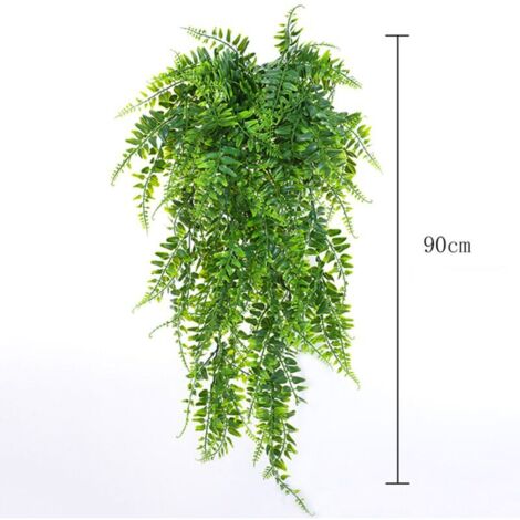 dracaena fragrans green Dracaena fragrans 'Compacta' – Diameter Plants