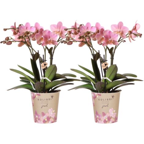 Elegantes Orchideen Direkt Vom Zchter Fotos