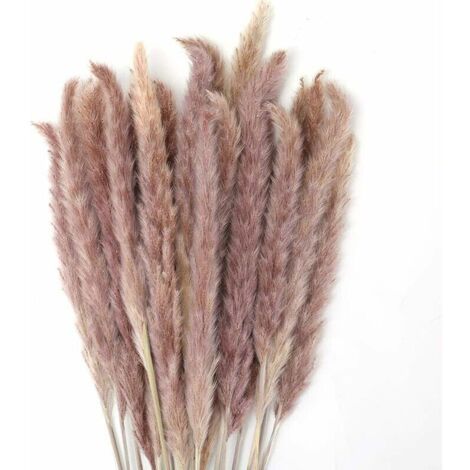 30 pcs Herbe de la Pampa, 45 cm Naturel Pampa Fleur Bouquet de Fleurs ...