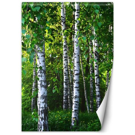 Papier peint Forêt de bouleaux Nature 100x140 (1/5)