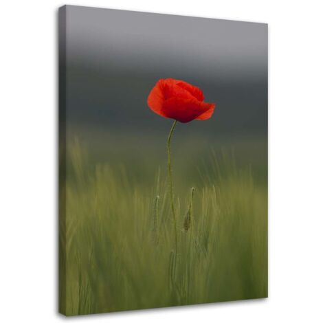 Tableau sur toile Champ de coquelicots Nature 40x60 (1/5)