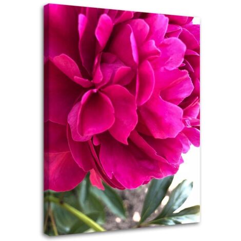 Tableau décoratif Pivoine Fleur Rose Naturelle 40x60 (1/5)