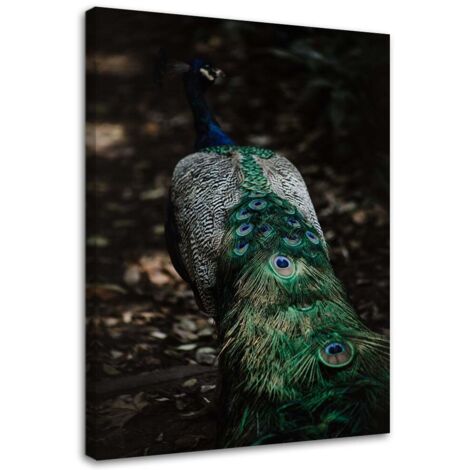 Tableau sur toile Paon Oiseau Nature 40x60 (1/5)