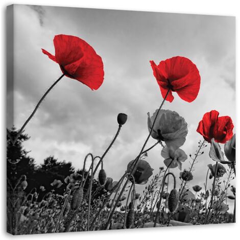 Tableau sur toile Coquelicots rouges dans le champ Nature 40x40 (1/5)