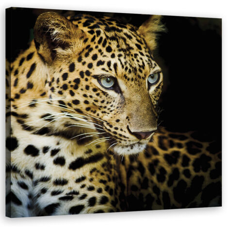 Image sur toile, Léopard majestueux - 30x30 (1/5)