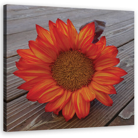 Tableau sur toile Tournesol orange 60x60 (1/5)