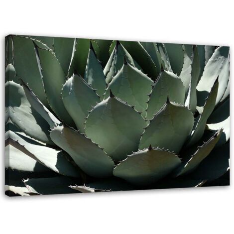 Tableau sur toile Plante succulente Vert 60x40 (1/5)