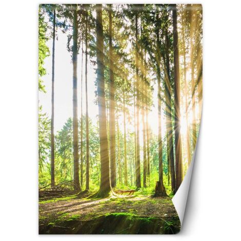 Papier peint Forêt Soleil Nature Arbres 150x210 (1/5)