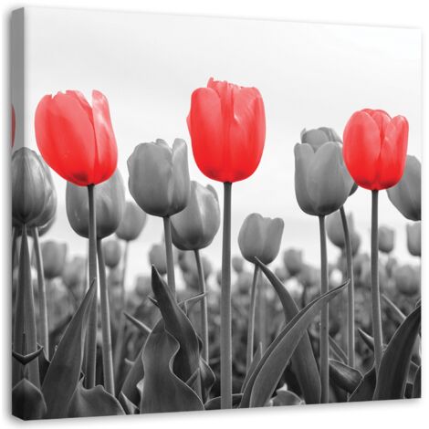 Tableau décoratif Tulipe rouge dans la prairie 30x30 (1/5)