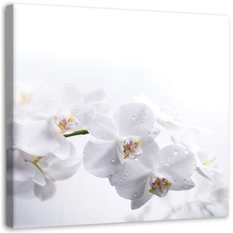 Image sur toile, Orchidées blanches sur fond blanc - 30x30 (1/5)