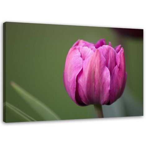 Tableau déco Tulipe mauve en fleur 60x40 (1/5)