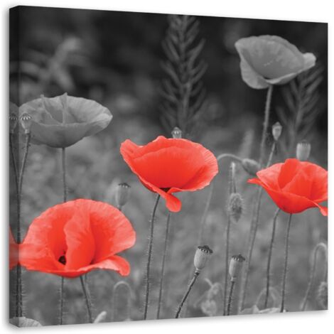 Tableau sur toile Pavot des champs Nature 40x40 (1/5)