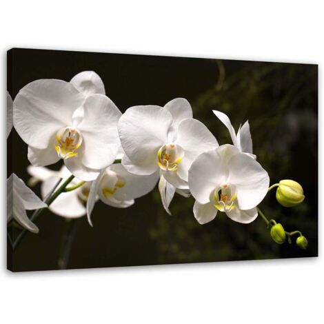 Cadre déco Fleur d'orchidée Blanc 60x40 (1/5)