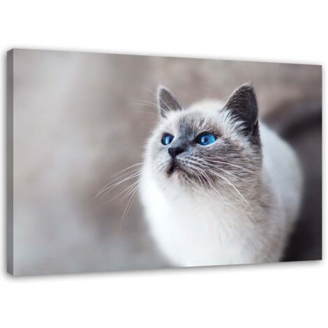 Tableau sur toile Chat Animaux Nature 90x60 (1/5)