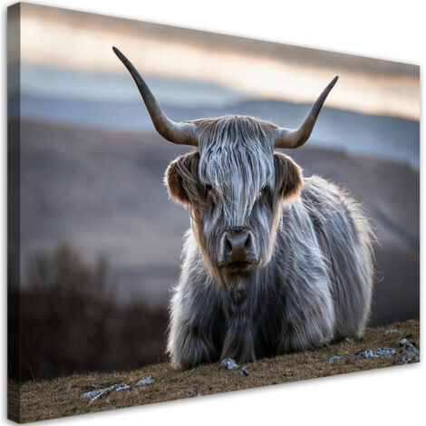 Tableau déco Vache écossaise couchée 100x70 (1/5)