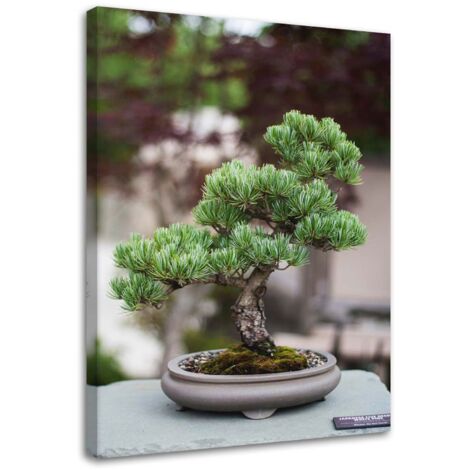 Tableau sur toile Bonsaï Arbre Plante Nature 40x60 (1/5)