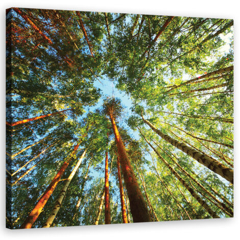 Cadre déco Forêt verte avec arbres 60x60 (1/5)