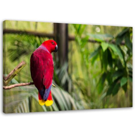 Tableau sur toile Perroquet Paradis Oiseaux Nature 60x40 (1/5)